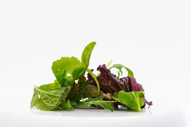 Free download Salad Green Nature -  free photo or picture to be edited with GIMP online image editor