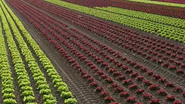 Free download Salad Horticulture Glyphosate -  free photo or picture to be edited with GIMP online image editor