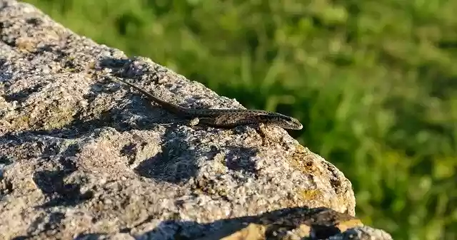 Free download Salamander Lizard Reptile -  free photo or picture to be edited with GIMP online image editor