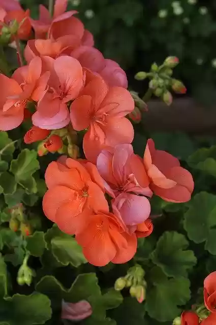 Free download Salmon Color -  free photo or picture to be edited with GIMP online image editor