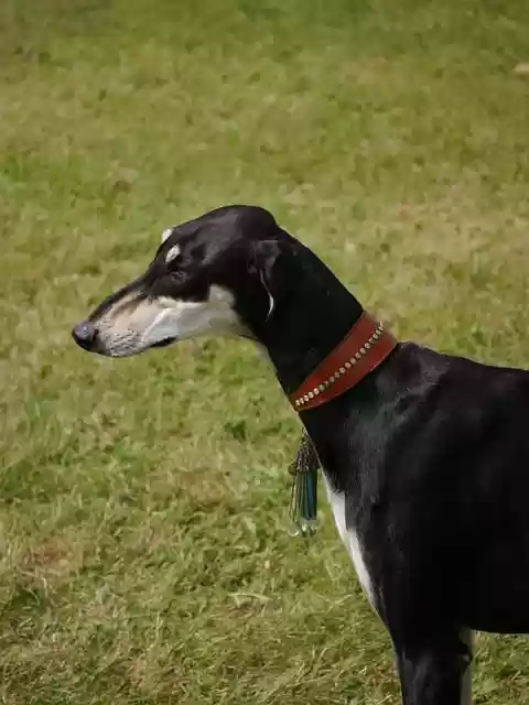 Free download saluki greyhound domestic pet dog free picture to be edited with GIMP free online image editor