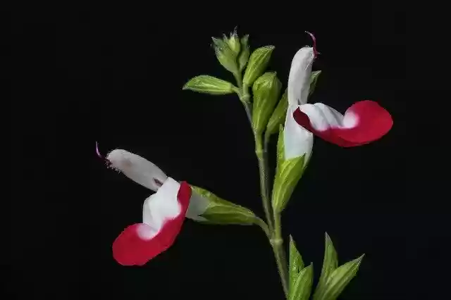 Free download Salvia Flower Hotlips -  free photo or picture to be edited with GIMP online image editor