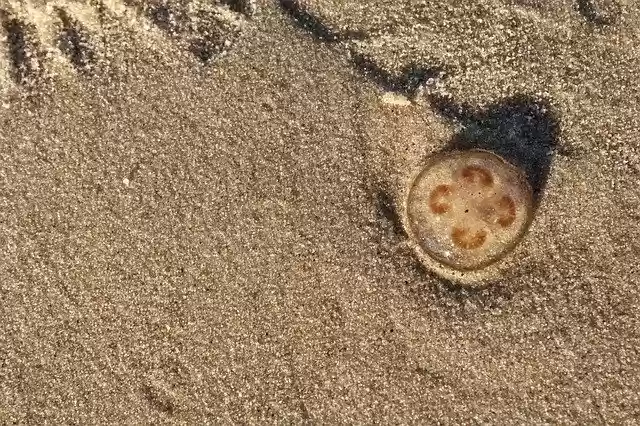 Free download Sand Beach Jellyfish -  free photo or picture to be edited with GIMP online image editor