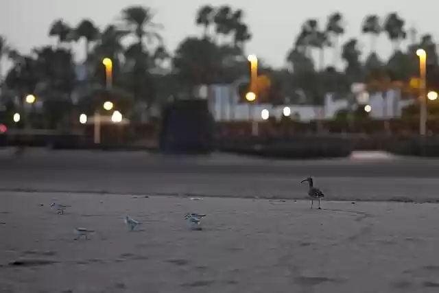 Free download sandpiper bird beach sand eve free picture to be edited with GIMP free online image editor