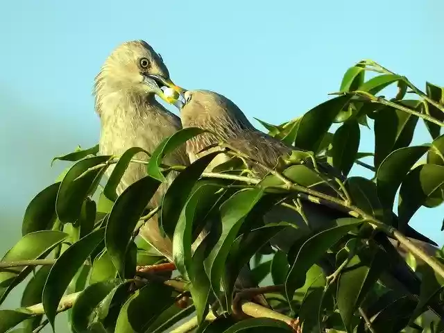 Sank Birds Deep -  GIMP online editor free Free download Sank Birds Deep -  free photo or picture to be edited with GIMP online image editor