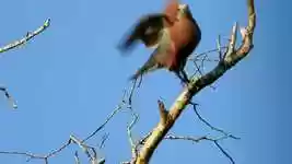 Free download Sank Dove Granny Land -  free video to be edited with OpenShot online video editor