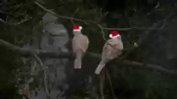 Free download santadoves free photo or picture to be edited with GIMP online image editor