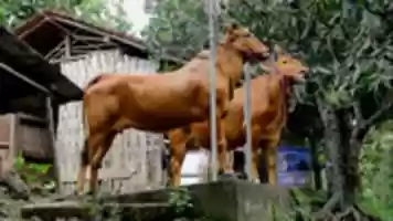 Безкоштовне завантаження фотографій або зображень Sapi Q для редагування за допомогою онлайн-редактора зображень GIMP