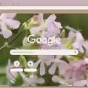 Saponaria  screen for extension Chrome web store in OffiDocs Chromium