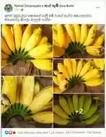 Free download sara_bhoomi_banana free photo or picture to be edited with GIMP online image editor
