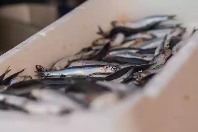 Free download Sardines Fish Little -  free photo or picture to be edited with GIMP online image editor