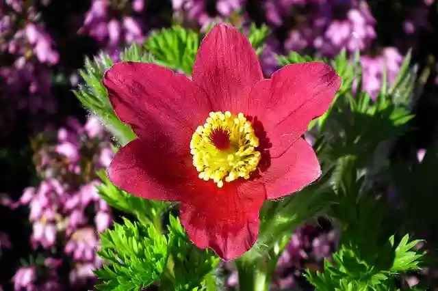 Free download Sasanka Flower Red -  free photo or picture to be edited with GIMP online image editor