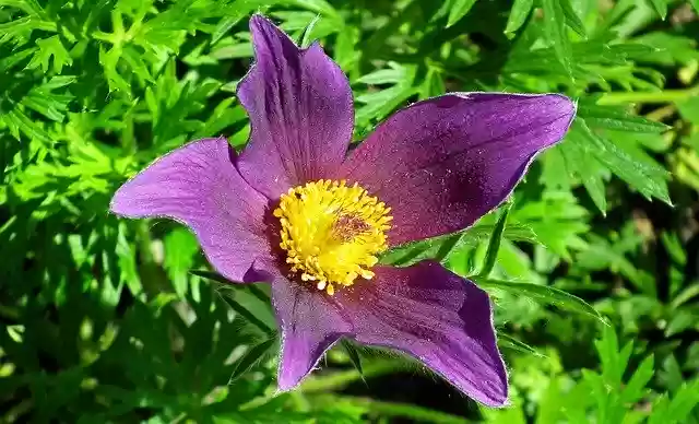 Free download Sasanka Flower Summer -  free photo or picture to be edited with GIMP online image editor