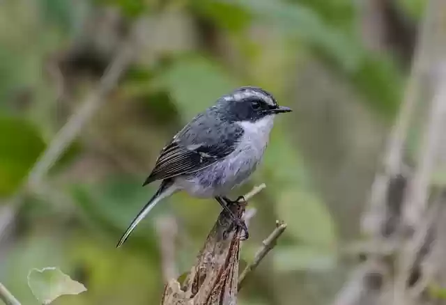 Free download saxicola ferreus grey bushchat bird free picture to be edited with GIMP free online image editor