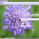 Scabiosa  screen for extension Chrome web store in OffiDocs Chromium