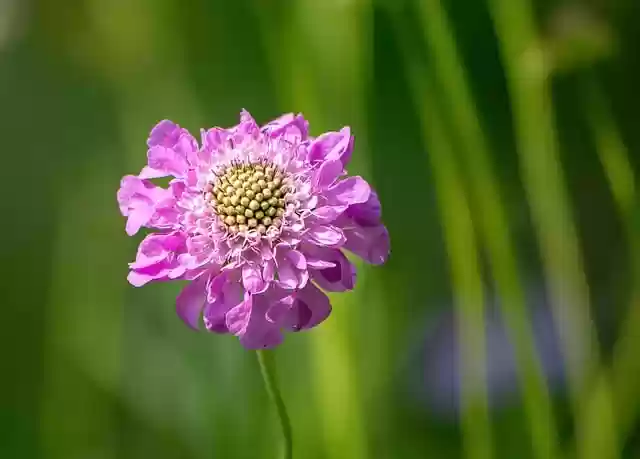 Free download scabiosis nature blossom bloom free picture to be edited with GIMP free online image editor