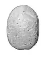 Free download Scarab of Amenemhat I free photo or picture to be edited with GIMP online image editor