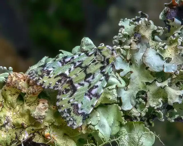 Free download scarce merveille du jour moth free picture to be edited with GIMP free online image editor