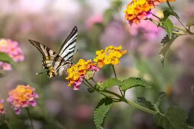 Free download scarce swallowtail insect entomology free picture to be edited with GIMP free online image editor