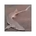 ScaryFish Ultralite Full  screen for extension Chrome web store in OffiDocs Chromium