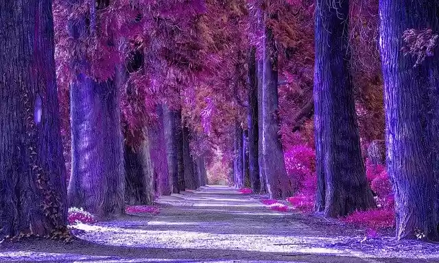 Free download scenery landscape nature sunset free picture to be edited with GIMP free online image editor