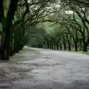 Scenic oak tree avenue in Savannah, Georgia  screen for extension Chrome web store in OffiDocs Chromium