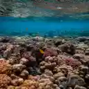 Scenic Photo of Coral Reef  screen for extension Chrome web store in OffiDocs Chromium