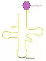 Free download Schematischer Aufbau einer tRNA free photo or picture to be edited with GIMP online image editor