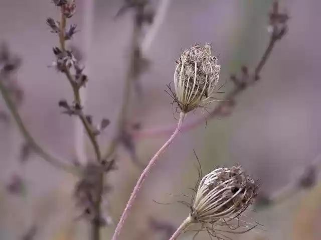 Free download Schermbloemen Flora Nature -  free photo or picture to be edited with GIMP online image editor