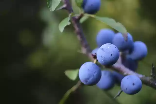 Free download Schlehe Blackthorn Heckendorn -  free photo or picture to be edited with GIMP online image editor