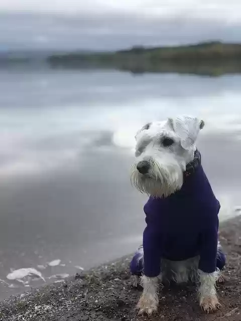 Free download Schnauzer White Dog -  free free photo or picture to be edited with GIMP online image editor