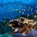 School of Fish in Water  screen for extension Chrome web store in OffiDocs Chromium