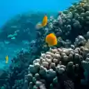 School of fish swimming in coral reef  screen for extension Chrome web store in OffiDocs Chromium