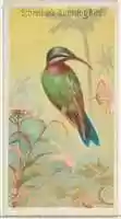 Free download Schreibers Hummingbird, from the Birds of the Tropics series (N5) for Allen & Ginter Cigarettes Brands free photo or picture to be edited with GIMP online image editor