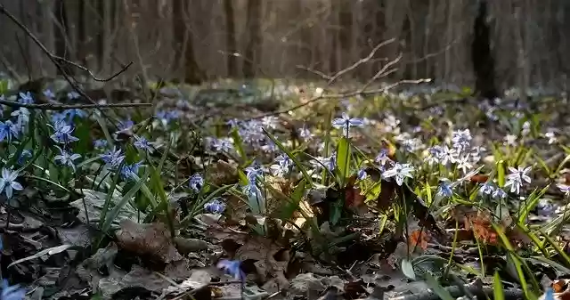 Free download Scilla Bloom Blue -  free photo or picture to be edited with GIMP online image editor