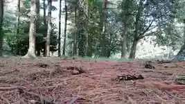 Free download Scoiattolo Parco Natura -  free video to be edited with OpenShot online video editor