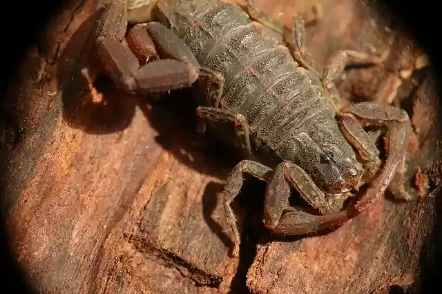 Free download Scorpion Arachnid Insects -  free free photo or picture to be edited with GIMP online image editor