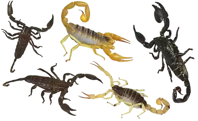 Free download Scorpion Arthropoda Poisonous -  free illustration to be edited with GIMP free online image editor
