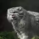 Scottish Fold Cat  screen for extension Chrome web store in OffiDocs Chromium