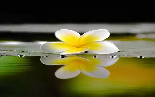 123WIN Charming plumeria wallpapers  from Chrome web store to be run with OffiDocs Chromium online