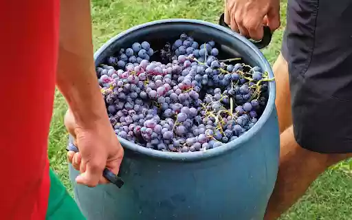 A barrel of fragrant ripe grapes  from Chrome web store to be run with OffiDocs Chromium online