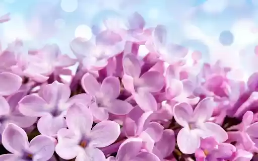 A Breath of Spring from Chrome web store to be run with OffiDocs Chromium online A Breath of Spring from Chrome web store to be run with OffiDocs Chromium online