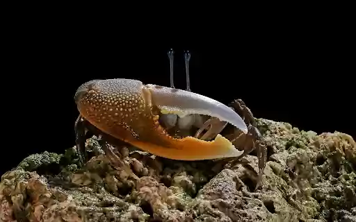 A bright yellow crab stands out.  from Chrome web store to be run with OffiDocs Chromium online