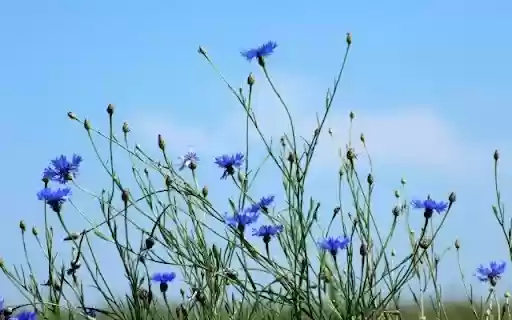 A Cerulean Sky of Centaurea cyanus  from Chrome web store to be run with OffiDocs Chromium online
