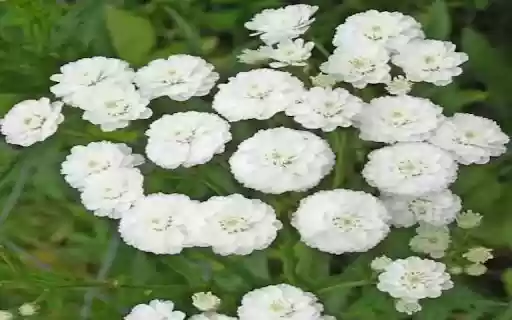 Achillea ptarmica flower wallpaper  from Chrome web store to be run with OffiDocs Chromium online