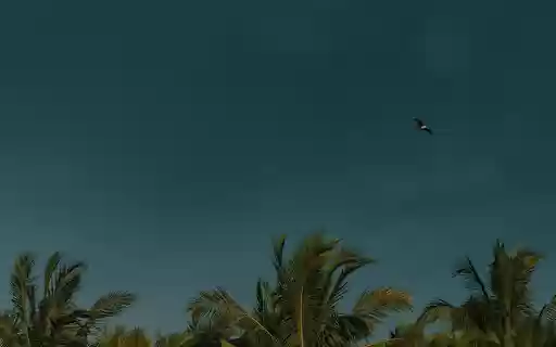 A Dark Blue Sky above Palm Trees  from Chrome web store to be run with OffiDocs Chromium online