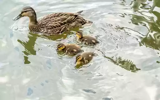 Adorable ducklings  from Chrome web store to be run with OffiDocs Chromium online