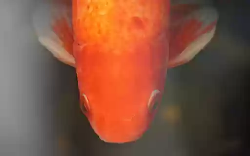 Adorable goldfish  from Chrome web store to be run with OffiDocs Chromium online
