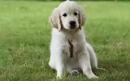 Adorable puppy on green grass  from Chrome web store to be run with OffiDocs Chromium online