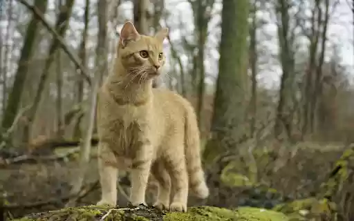 Adorable wild cat  from Chrome web store to be run with OffiDocs Chromium online